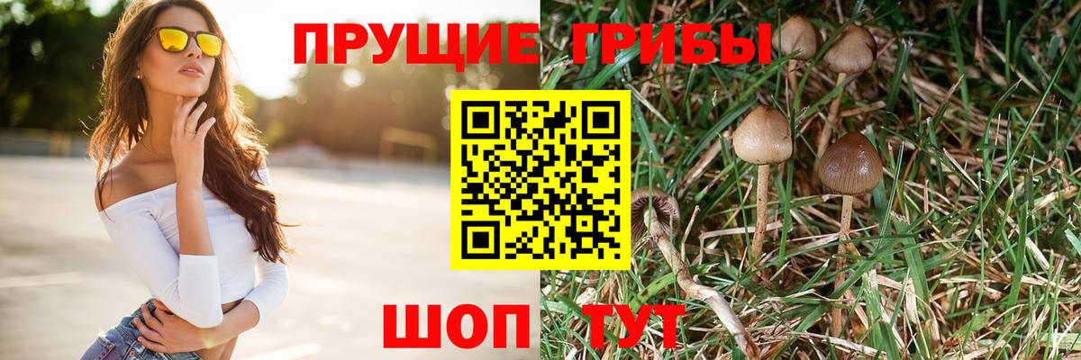 Псилоцибиновые грибы Psilocybe  Галлюциногенные грибы Psilocybe  Вход с VPN  наркотики  Тайшет 